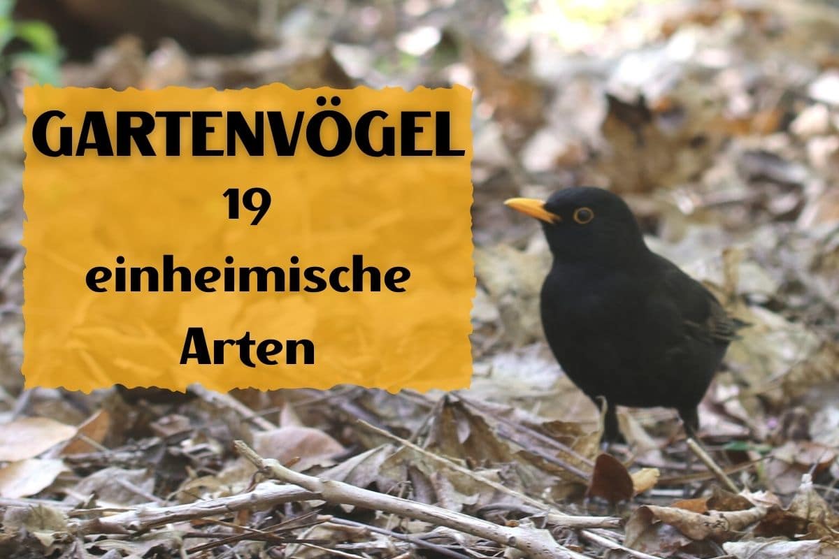 Heimische Gartenvögel 19 Vögel im Garten bestimmen Gartenrat de