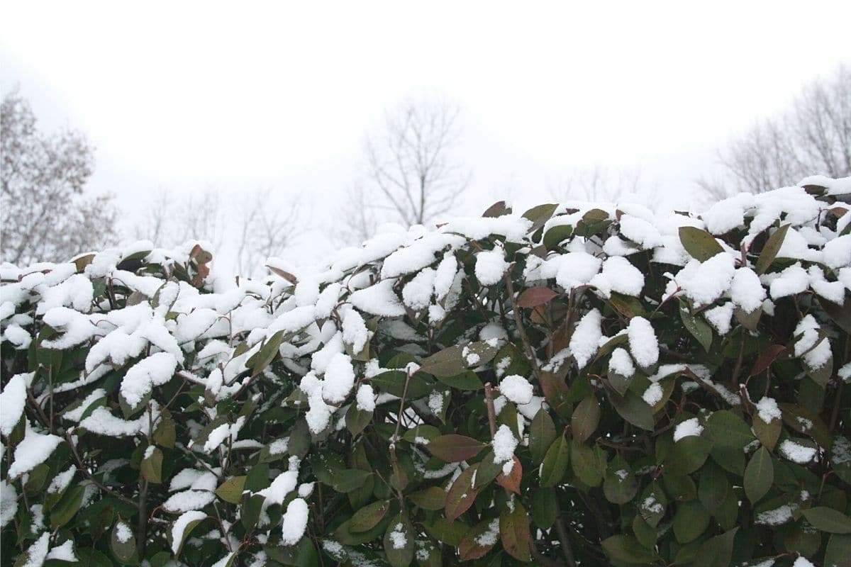 Schnee auf Glanzmispel