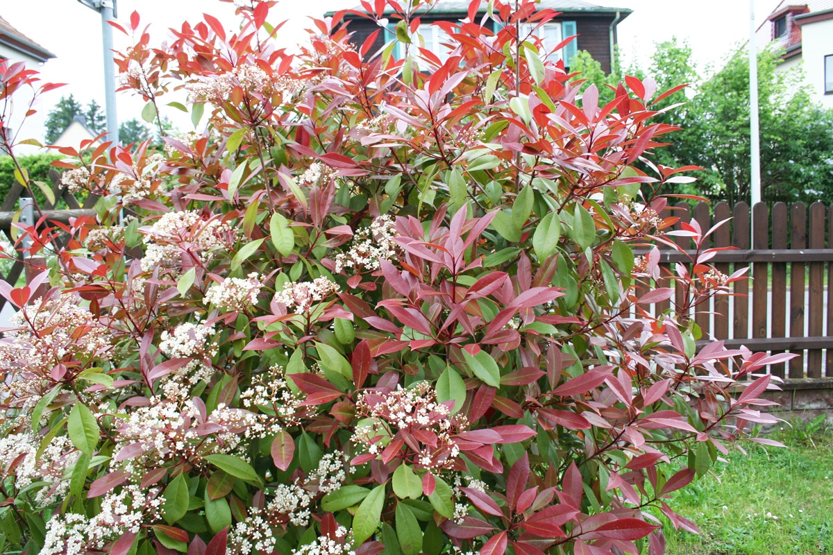 Glanzmispel - Photinia 'Red Robin'