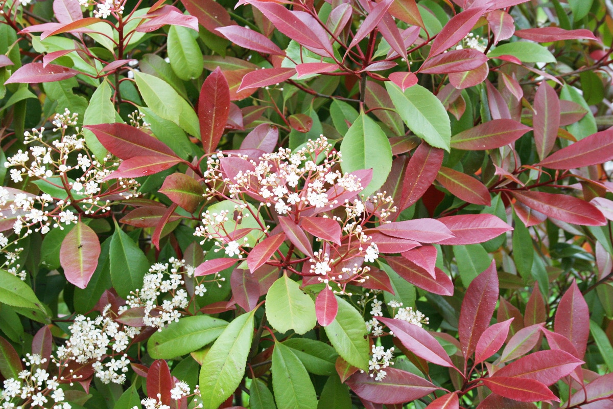 Glanzmispel - Photinia 'Red Robin'