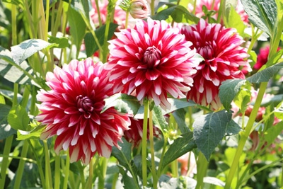 Dahlie - Dahlia hortensis