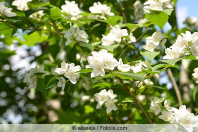 Echter Jasmin - Jasminum officinale