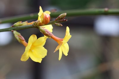 Winter-Jasmin - Jasminum nudiflorum