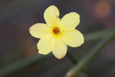 Winter-Jasmin - Jasminum nudiflorum