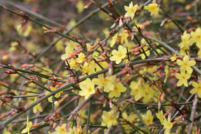 Winter-Jasmin - Jasminum nudiflorum