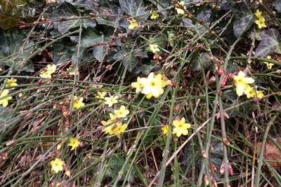 Winter-Jasmin - Jasminum nudiflorum