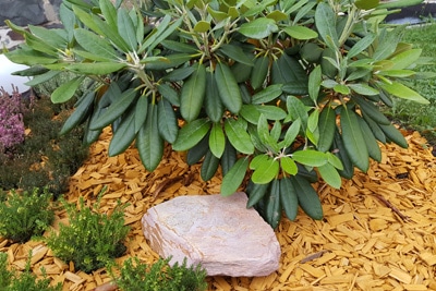 Rhododendron mit Mulch