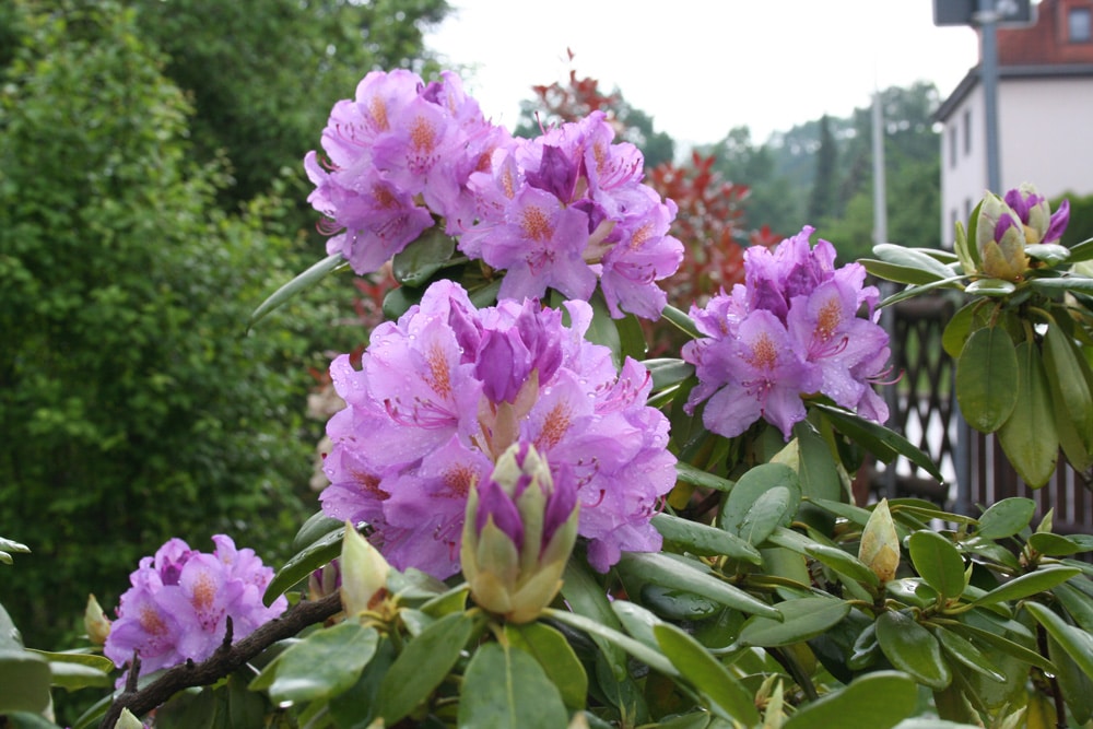 Rhododendron