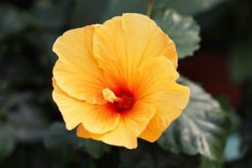 Hibiskus, Hibiscus Pflege, Schneiden und Überwintern Gartenrat.de