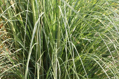 Pampasgras - Cortaderia Selloana 