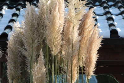 Pampasgras - Cortaderia Selloana 