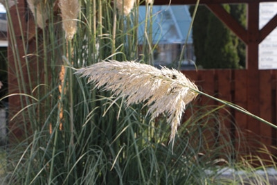 Pampasgras - Cortaderia Selloana 