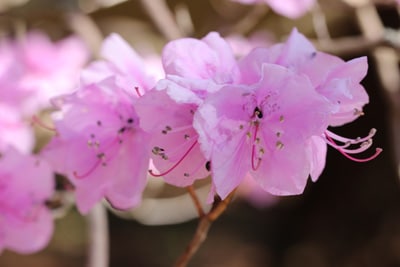 Rhododendron mucronulatum - Kleinspitzige Azalee