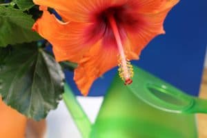 Hibiskus, Hibiscus Pflege, Schneiden und Überwintern Gartenrat.de