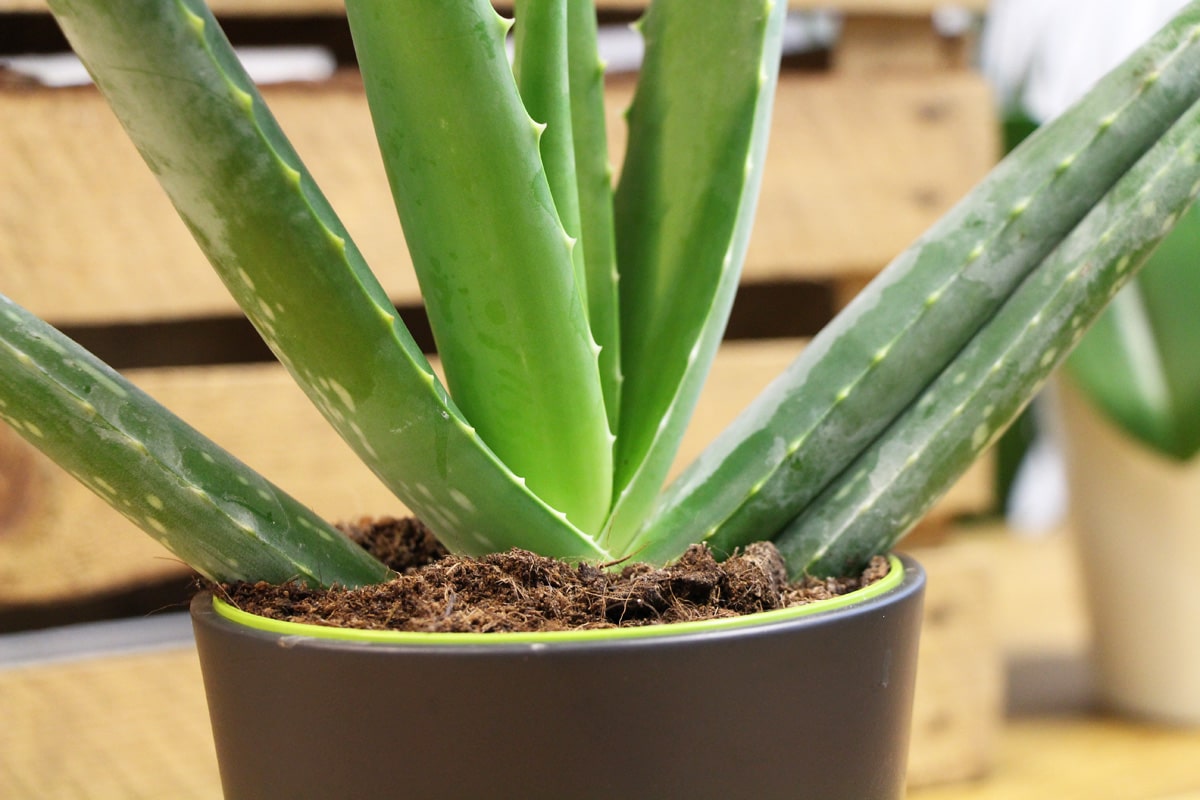 Aloe Vera - Close-up Substrat