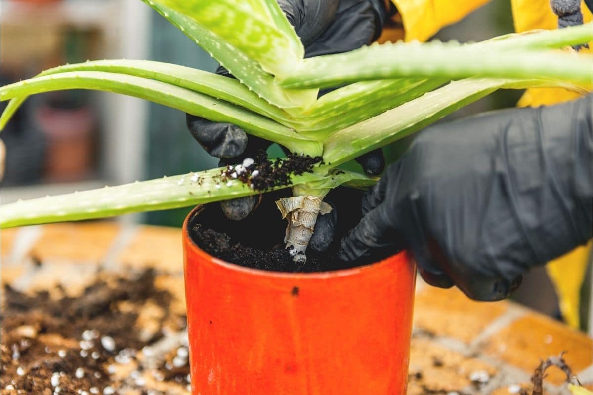 Aloe vera umtopfen