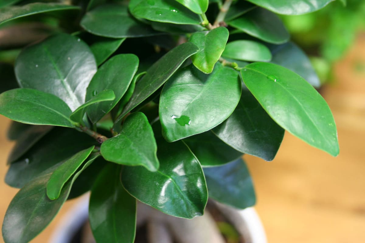 Besprühte Blätter des Ficus