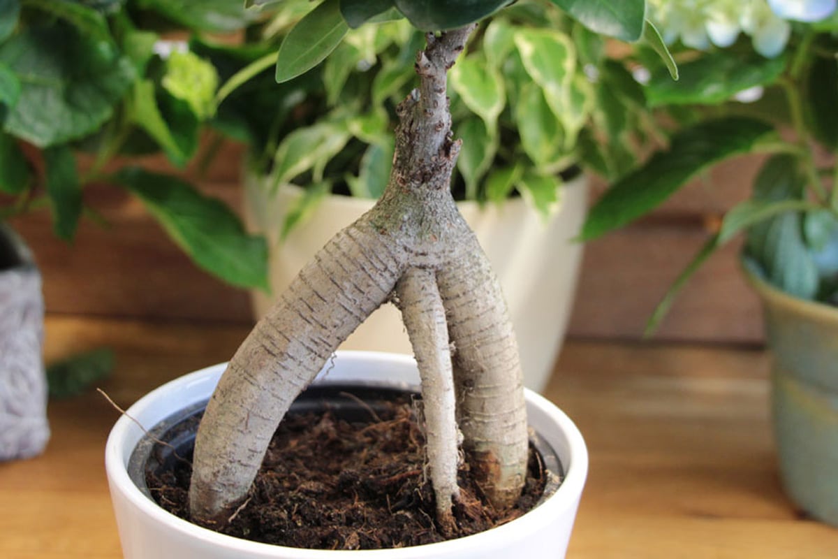 Ficus Ginseng als Bonsai