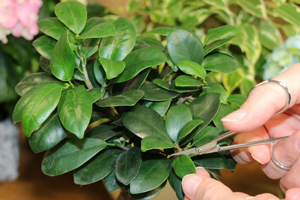 Ficus Ginseng schneiden