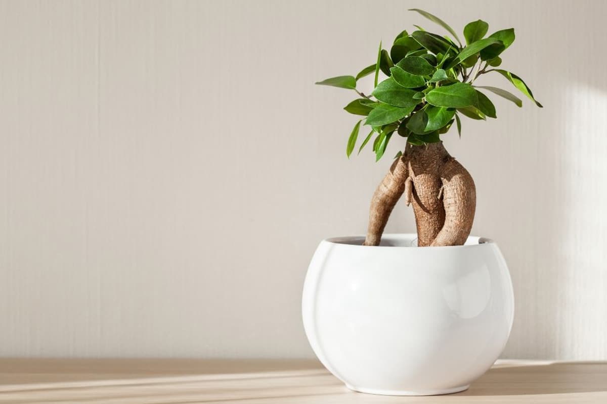 Ficus Ginseng als Bonsai im Licht