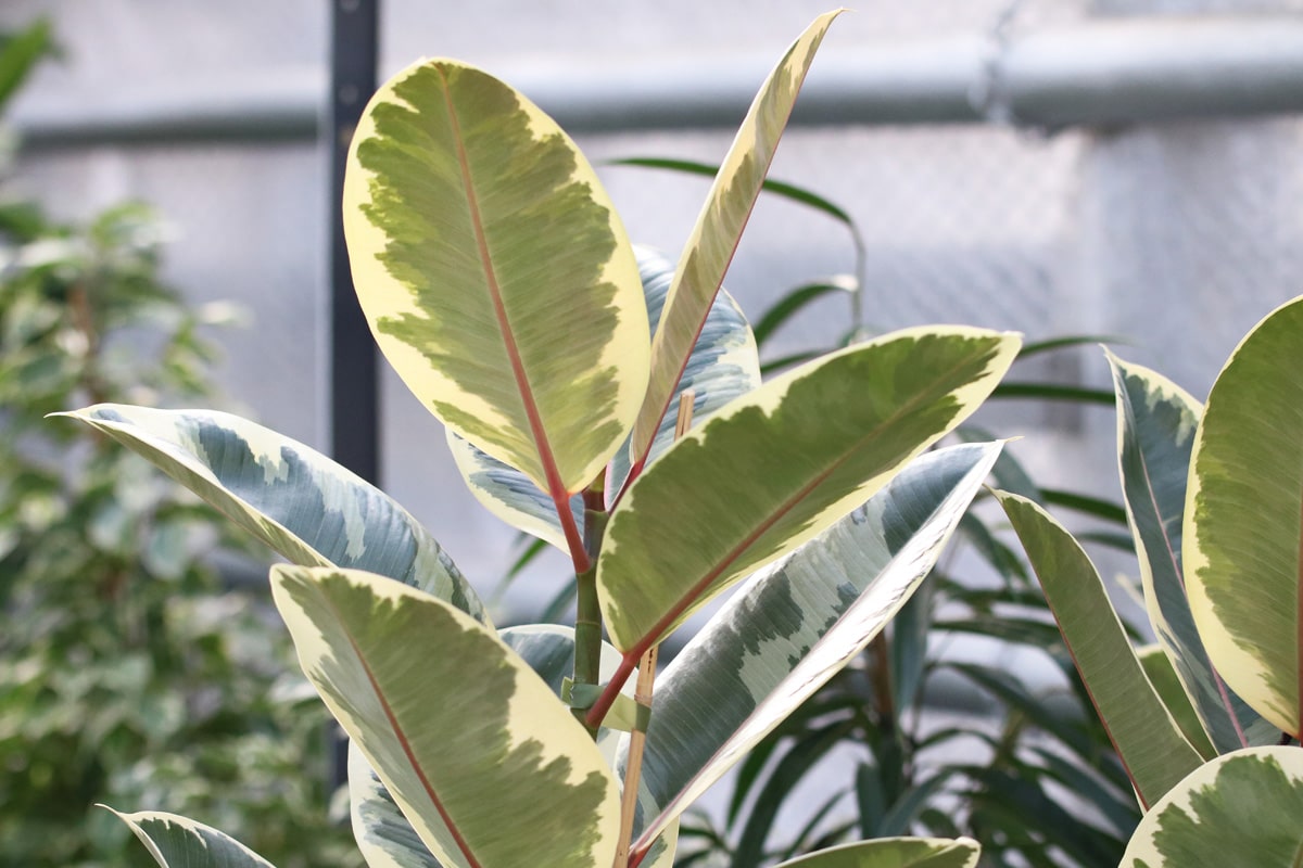 Gummibaum - Ficus elastica