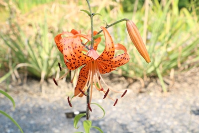 Feuer-Lilie - Lilium bulbiferum 