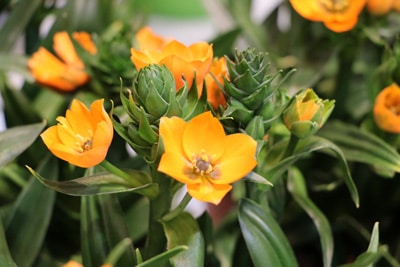 Milchstern-Ornithogalum-dubium