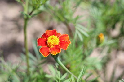 Aufrechte Studentenblume - Tagetes patula