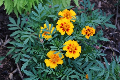 Studentenblume - Tagetes