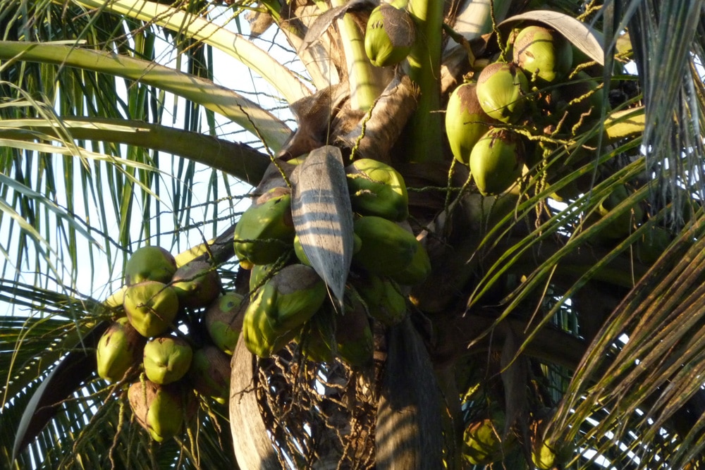 Kokospalme - Cocos nucifera