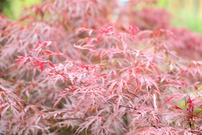 Japanischer-Fächerahorn-Acer-Palmatum