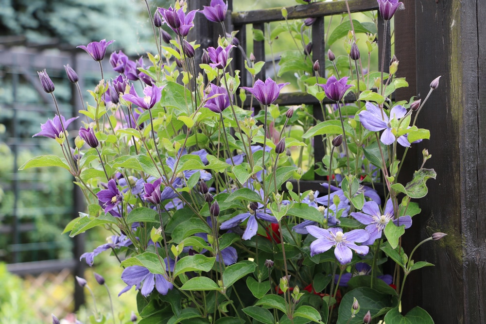 Clematis texensis - Texas-Waldrebe