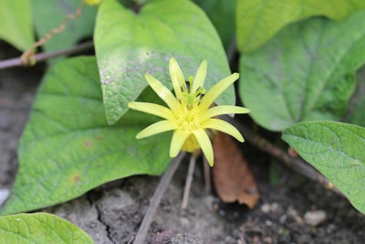 Gelbe Passionsflora - Passiflora citrina