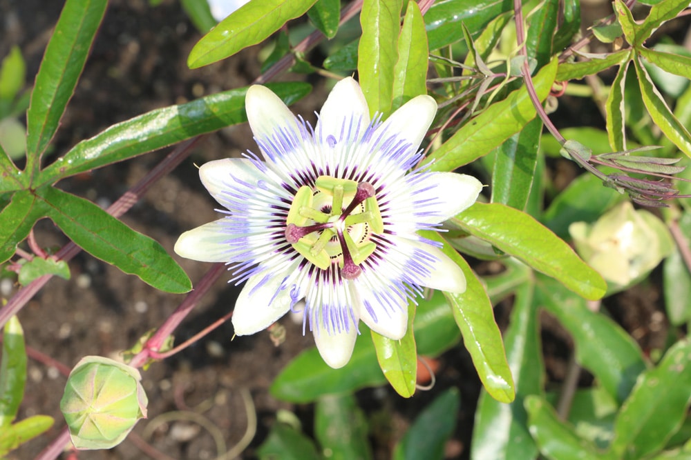 Passionsblume - Passiflora