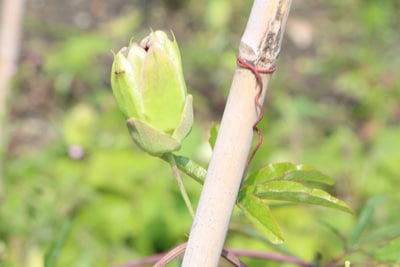 Passionsblume - Passiflora