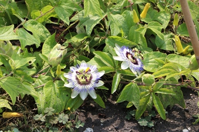 Passionsblume - Passiflora