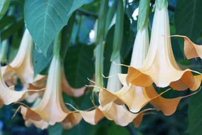 Engelstrompete - Brugmansia