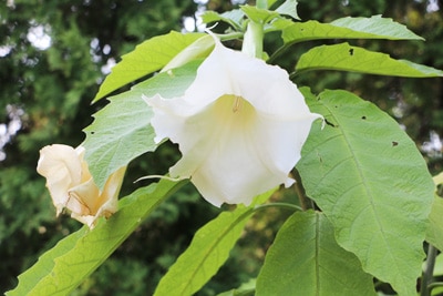 Engelstrompete - Brugmansia