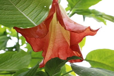 Engelstrompete - Brugmansia