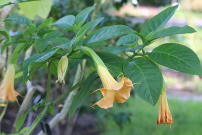 Engelstrompete - Brugmansia