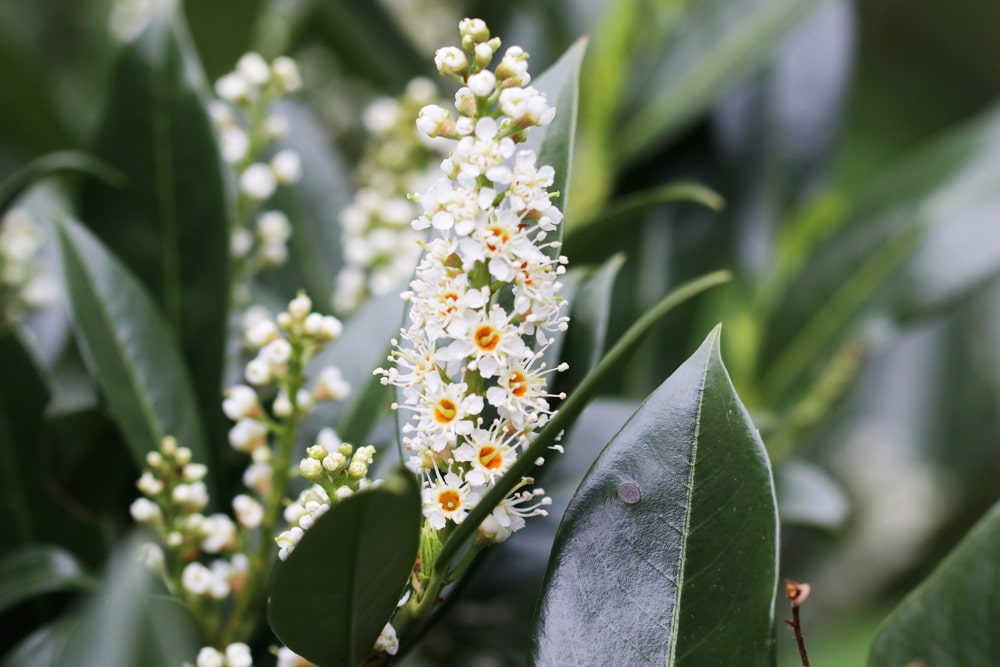 Kirschlorbeer - Prunus laurocerasus