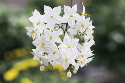 Blüte des Sommer-Jasmin