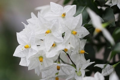 Blüte des Sommer-Jasmin