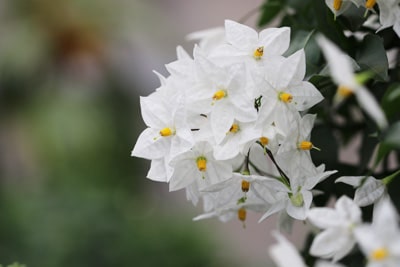 Blüte des Sommer-Jasmin