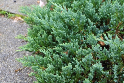 Kriech-Wacholder - Juniperus horizontalis