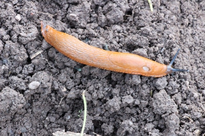 Nackstschnecke