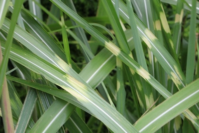 Halme des Zebragrases in Großaufnahme