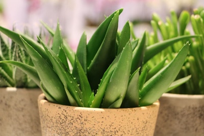 Aloe Vera im Topf