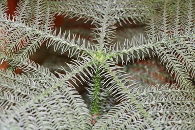 Zimmertanne - Araucaria heterophylla