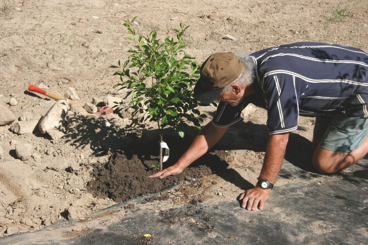 Junger Kirschbaum frisch gepflanzt